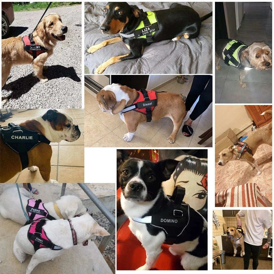 Customized Dog Harness | Custom Patch Outdoor Walking Dog | Dog Seat Belt | Gadgets Angels 